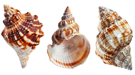 Obraz premium Collection of three intricately patterned seashells with rich brown and white hues in isolated on transparent background