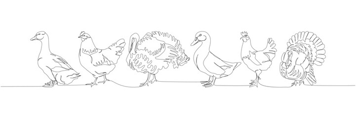 poultry set, ducks, goose, chicken, turkey one line art. Continuous line drawing of farm, nature, agriculture, farm animals, rural life, ranch.