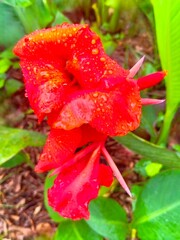 red flower with water drops