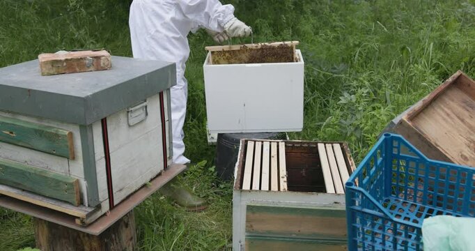 Male beekeeper taking out apiary from honeycomb - Man working with safety suit harvesting fresh organic honey - Natural product concept