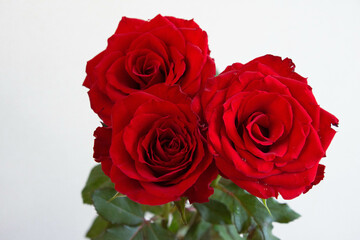 赤い薔薇
