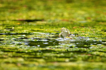 A green frog in a pond