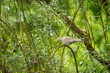 A pigeon in the wild