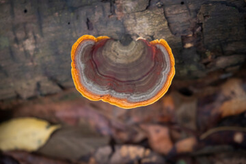 Top View.A brown Mushrooms (Stereum ostrea) are blooming on dry piece of wood in rainy season. © Nipaporn