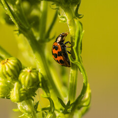 ladybug on flower
