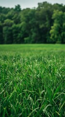 Grass, Lawn, Hd wallpaper image, green grass field during daytime - generative ai