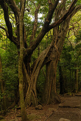 rainforest in the Rincon de la Vieja national park in Costa Rica