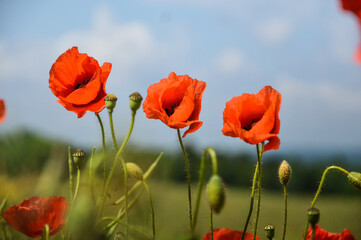View of Poppy flowers during spring time, Lower Silesia, Poland
