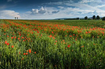 Poppies landscape near village Paszowice, Lower Silesia, Poland