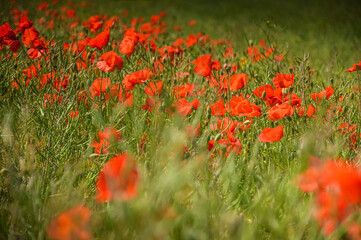 View of Poppy flowers during spring time, Lower Silesia, Poland