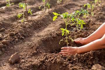 A woman holds a young tomato plant in her hand and is about to plant it in a hole in the ground.
