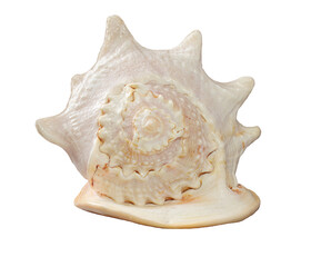 Big seashell on white isolated backgtound. Souvenir from vacation. Design element. Cut out. Copy space