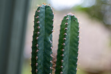 Fototapeta premium A vibrant collection showcasing a variety of lush green plants, both indoors and outdoors.