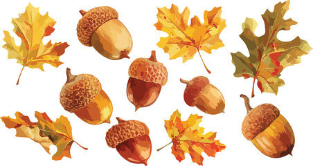 acorn watercolor clipart  © dian's