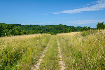 Fototapeta premium Narrow Path through Tall Wild Grass Leading to Forest 