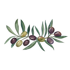 Olives, olive branch, green, purple, olive oil, food, cooking, Greece. The illustration is painted in watercolor on a white background. For packaging design, textiles, fabrics, postcards, invitations.