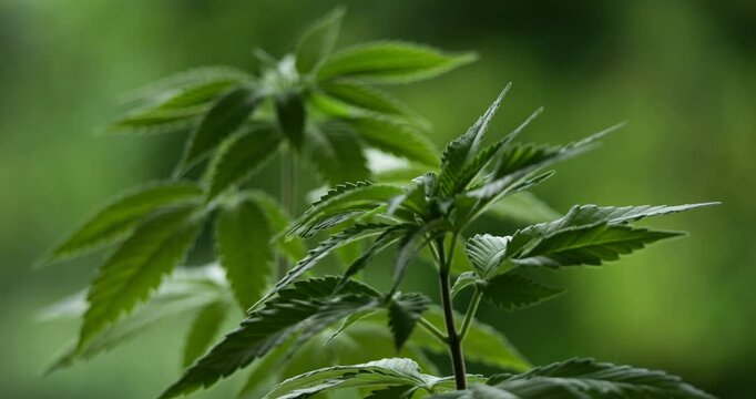 Marijuana (Cannabis sativa). Details of cannabis leaves. 