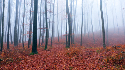 Obraz premium Magical foggy autumn season woods with red leaves.