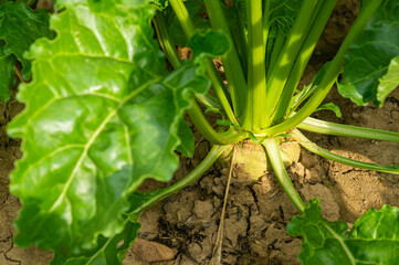 Detail of Mature Sugar Beet Emerging from the Farmland.