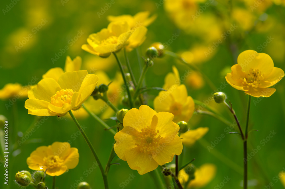 Canvas Prints yellow flowers on a field