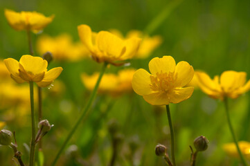 Obraz premium Wild yellow flower on the field