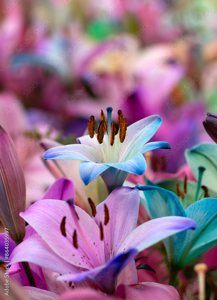 Canvas Prints Colorful lilies on blurred floral