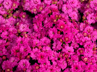 Floral background of colorful flowers