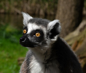 Ring-tailed lemur (Lemur catta)  portrait