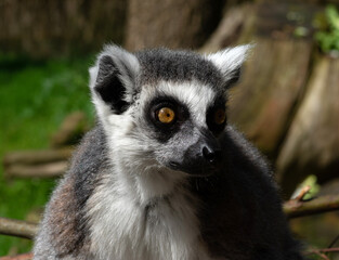Ring-tailed lemur (Lemur catta)  portrait
