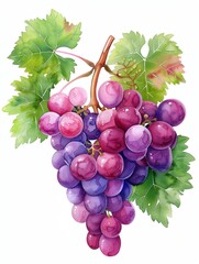 Watercolor illustration of a bunch of grapes on the vine, grape watercolor, fruit and foliage