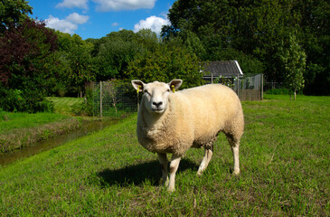 Fototapeta premium Sheep grazing on a farm