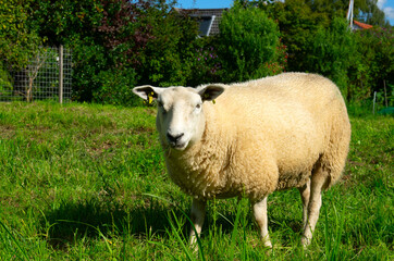 Sheep on green grass