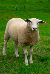 Sheep grazing  on a farm