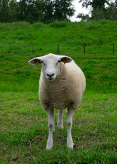 Sheep on green grass