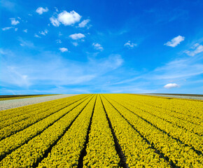 Field of yellow narcissus in the Netherlands