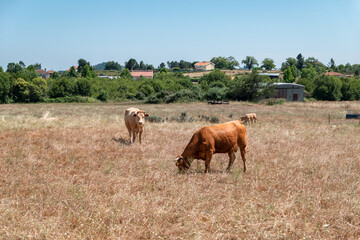Gado bovino no pasto num dia de verão e céu azul
