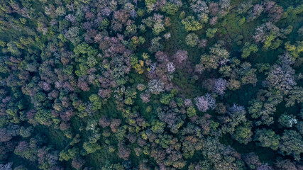 An aerial view of a forest in winter in South India reveals a tapestry of tree colors, with rich greens and subtle browns creating a serene mosaic.