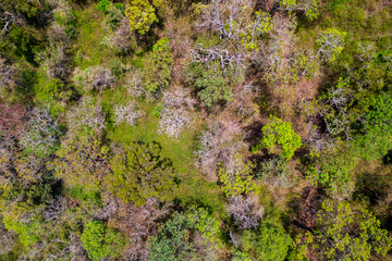 An aerial view of a forest in winter in South India reveals a tapestry of tree colors, with rich greens and subtle browns creating a serene mosaic.