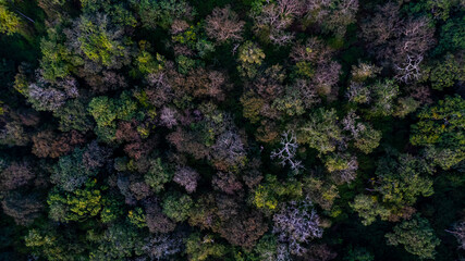An aerial view of a forest in winter in South India reveals a tapestry of tree colors, with rich greens and subtle browns creating a serene mosaic.