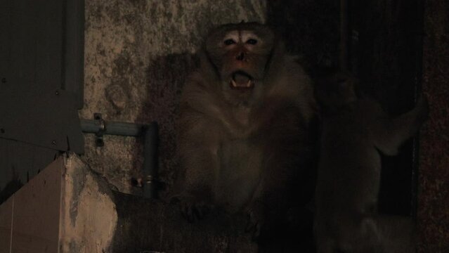 밤의 거리 위에 홀로 앉아있는 원숭이