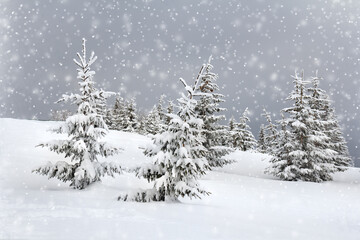 Winter landscape in snow in fir forest in the evening during snowfall
