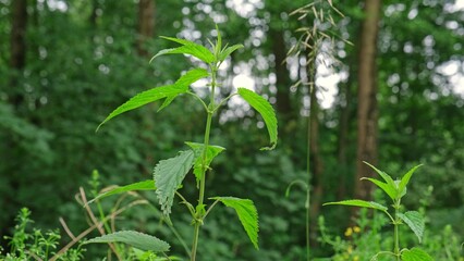 Obraz premium Common Nettle Urtica Dioica Stinger Herbaceous Wild Plant Stalk