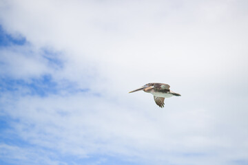 coastal seabirds pelicans flying over sandy shore island beach of gulf of Mexico