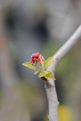 Idared apple branch with flower buds