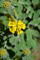 Jerusalem sage flower