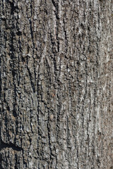 Silver lime bark detail