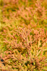 Fire Chief Arborvitae branch