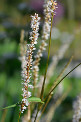 Mountain Fleece Alba flower