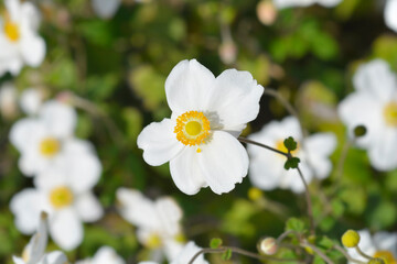 Japanese anemone Honorine Jobert flower