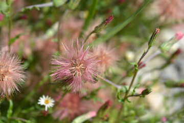 Spreading fleabane seed head